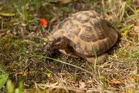 Διαμέρισμα Vidakovic